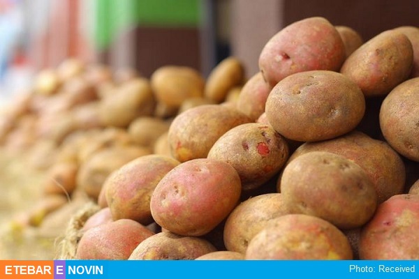 ظرفیت ها و چالش های کشاورزی در استان اردبیل 26 سیب زمینی