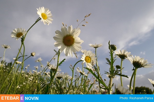 فندقلو با جاذبه گردشگری و درمانی 18 بابونه