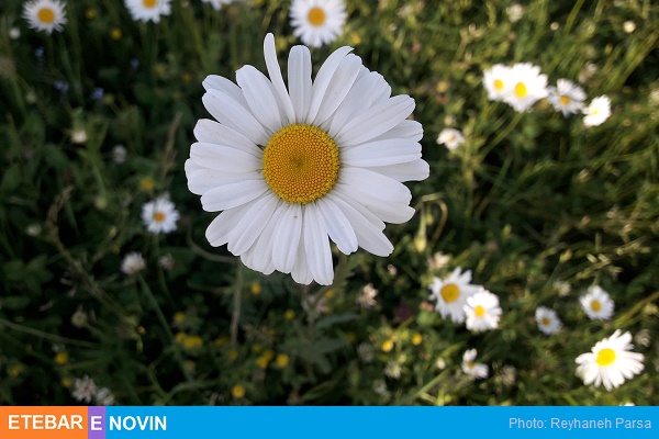 تکه ای از بهشت که باید دید/تصاویر 24 بابونه